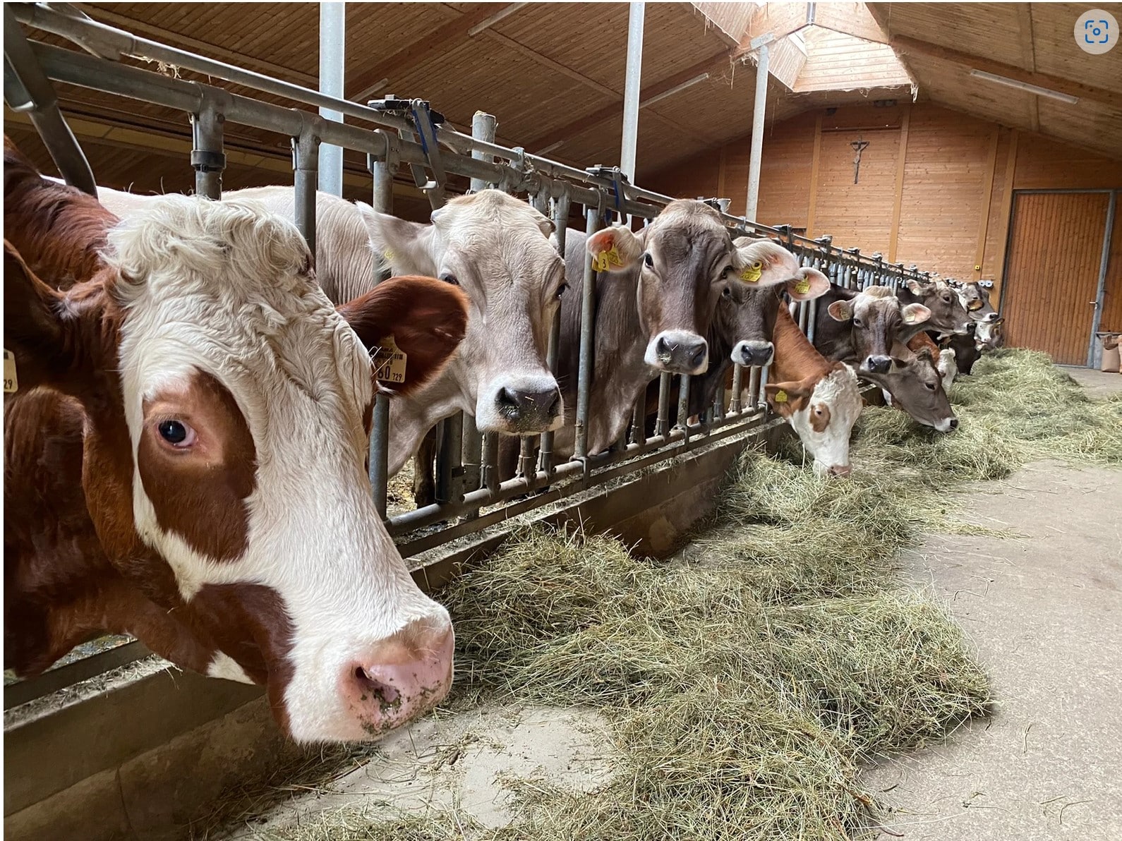 Tierarztpraxis Fügen – Dr. Thomas Angerer