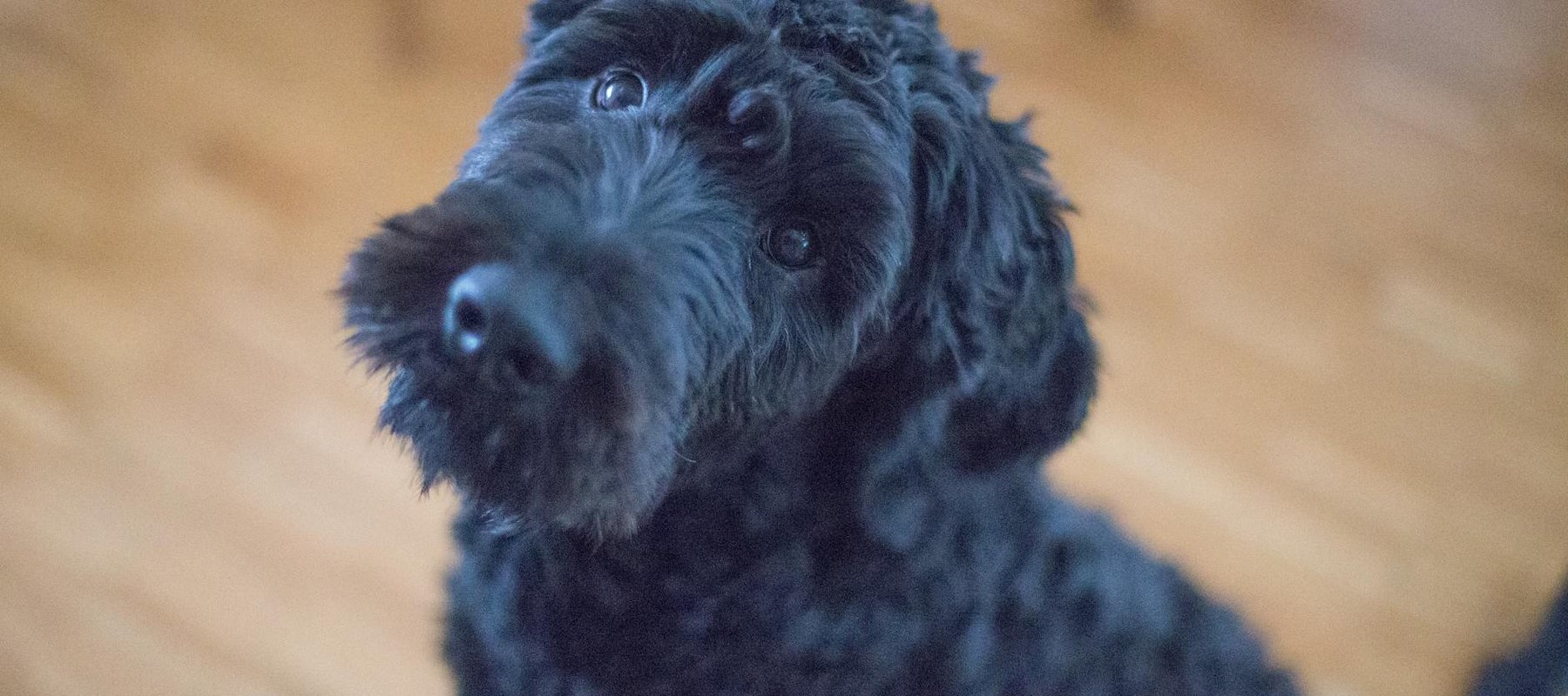 Portugiesischer Wasserhund beim Spielen