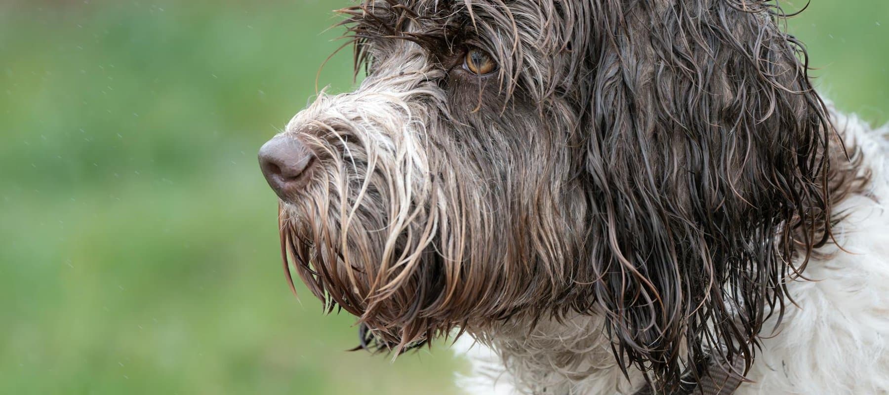 Portugiesischer Wasserhund am Wasser