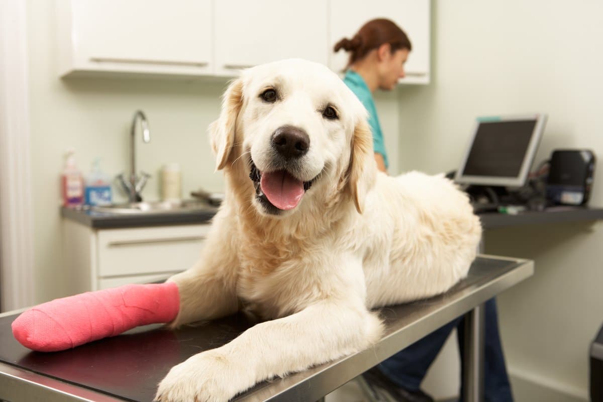 Tarife und Leistungen im Überblick: worauf es bei der besten Hundeversicherung ankommt