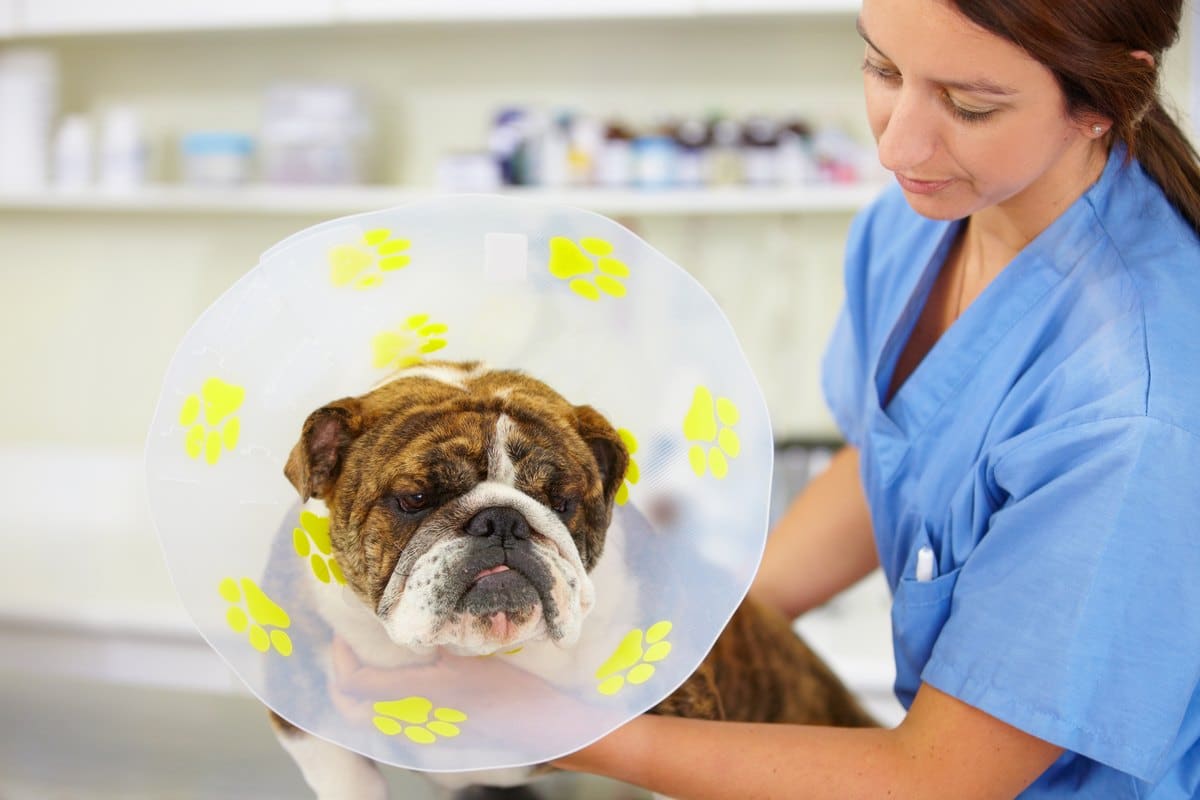 Vorsorge und Schutz: so begleitet dich die besten Hundeversicherung im Alltag
