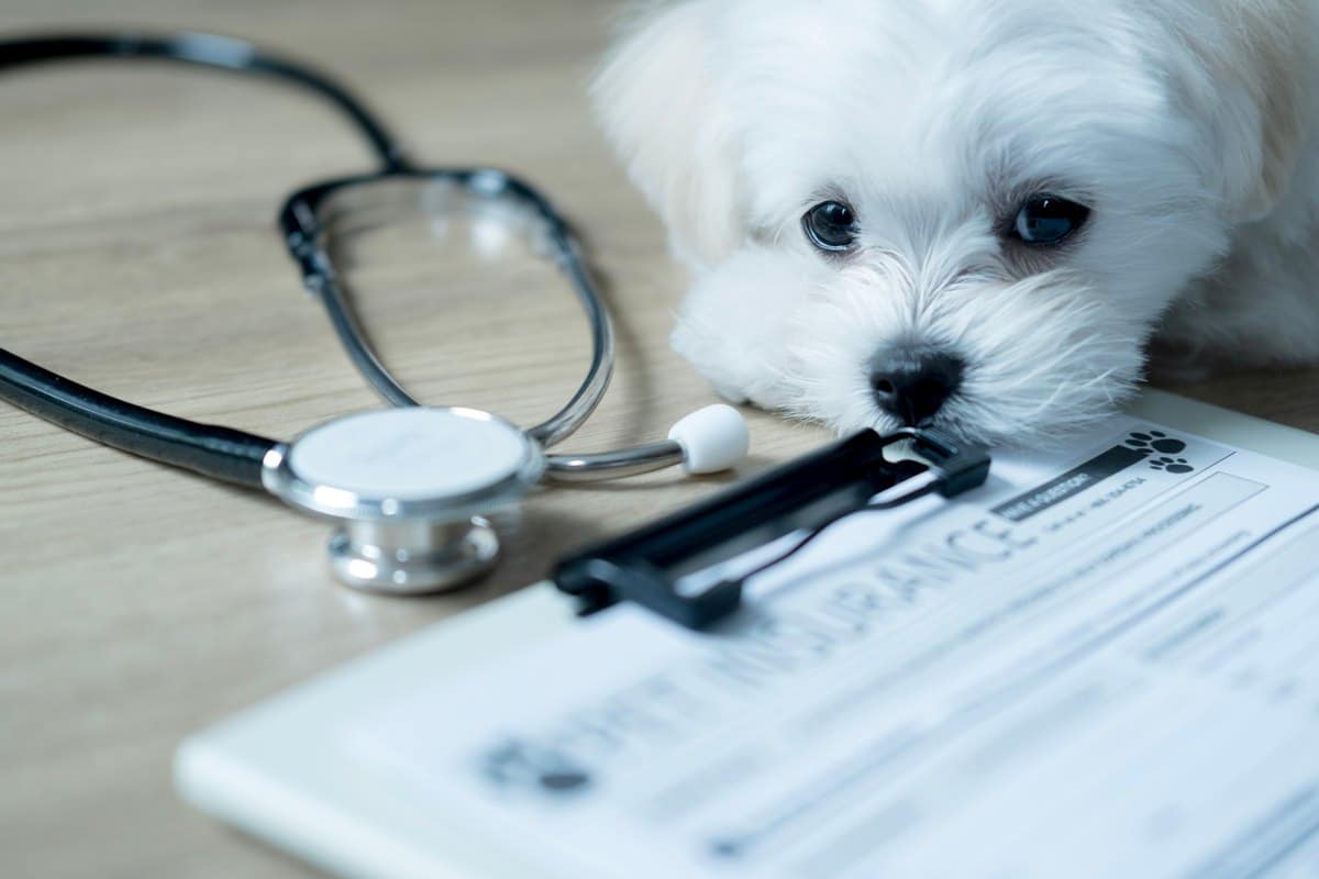 Tarife und Leistungen im Überblick: worauf es bei der Hundeversicherung ankommt