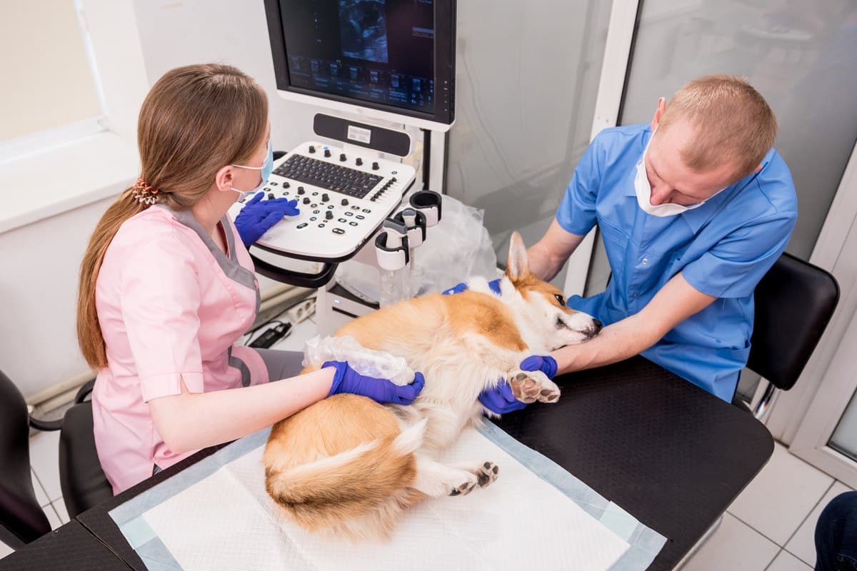 Vorsorge und Schutz: so begleitet dich die Hundeversicherung im Alltag