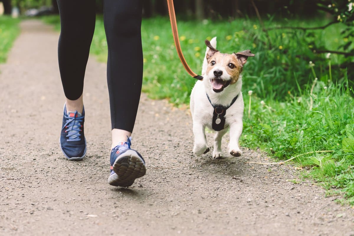 Vorsorge und Schutz: so begleitet dich die Hundeversicherung Finder im Alltag