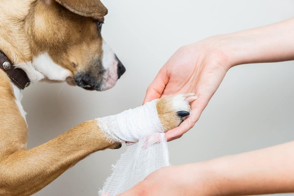 Tierärztliche Behandlung: was die Versicherung übernimmt