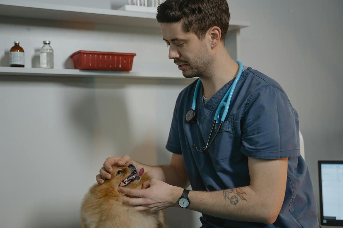 Tumor-OP Hund: Tarife und Leistungen im Überblick