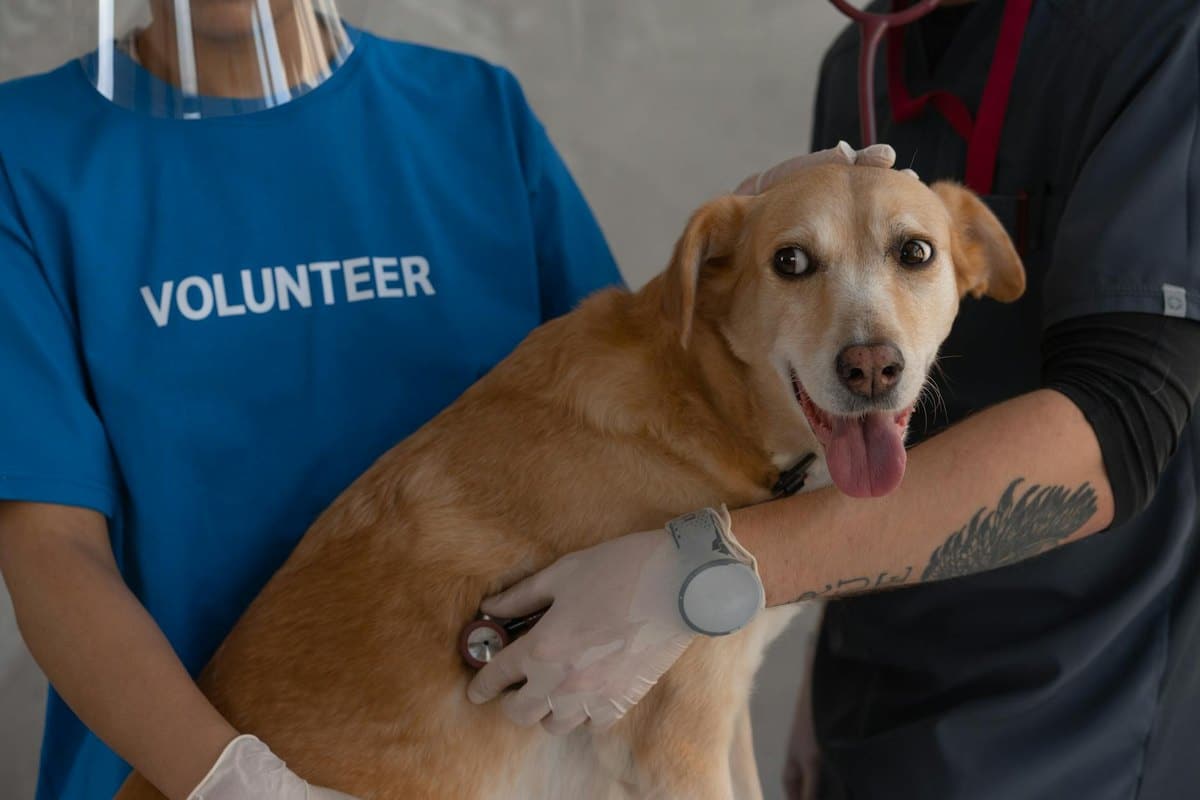 Tumor-OP Hund: Vorsorge und Schutz im Alltag