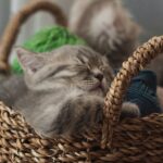 Abszess bei der Katze