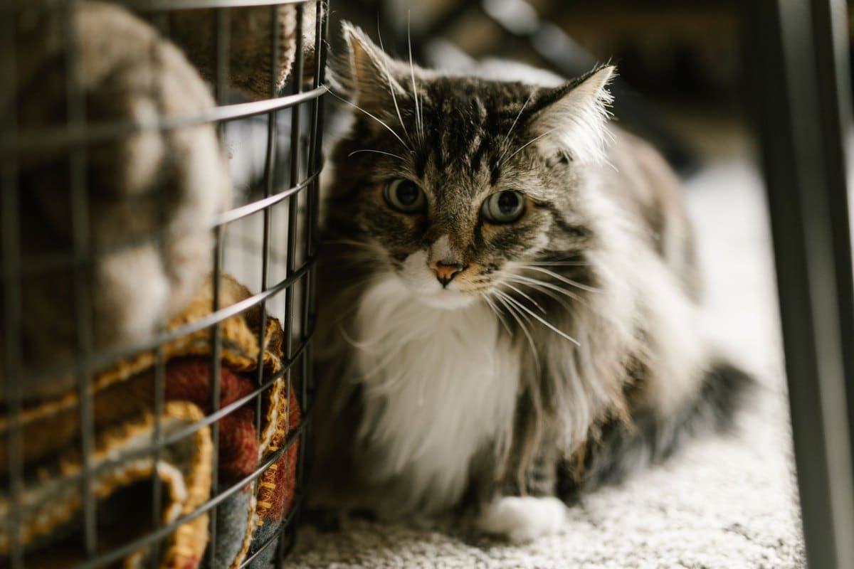 Abszess bei der Katze – go4vet