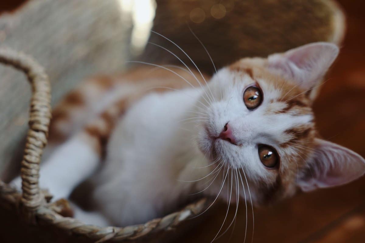 Abszess bei der Katze – go4vet
