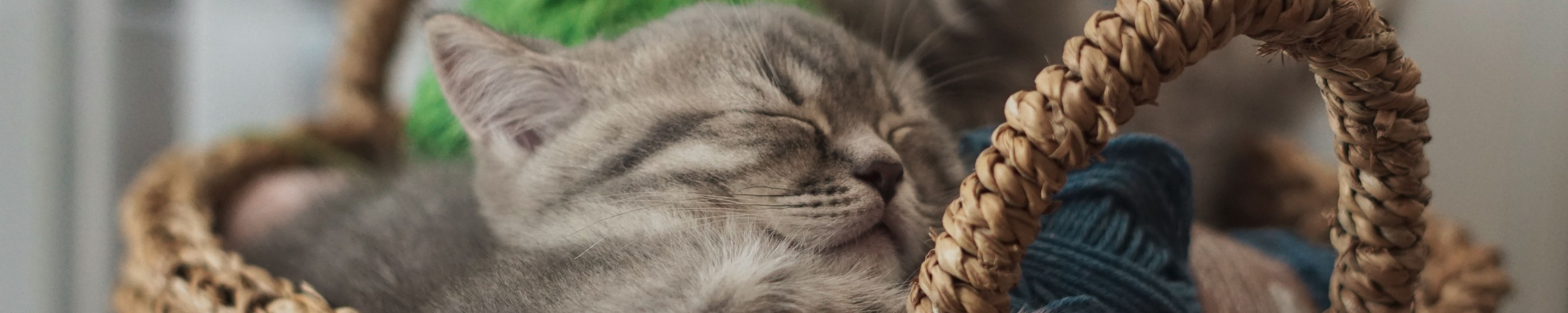 Abszess bei der Katze