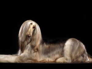 Afghanischer Windhund