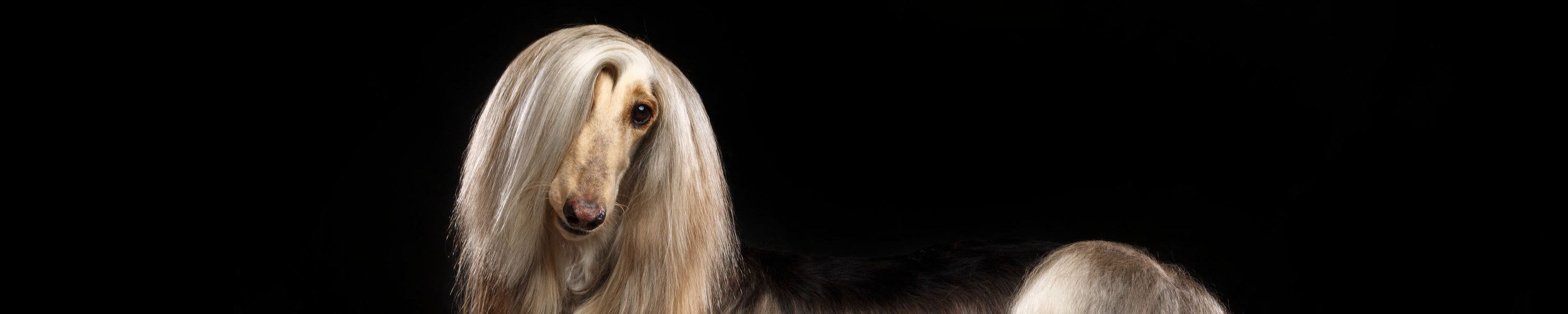 Afghanischer Windhund