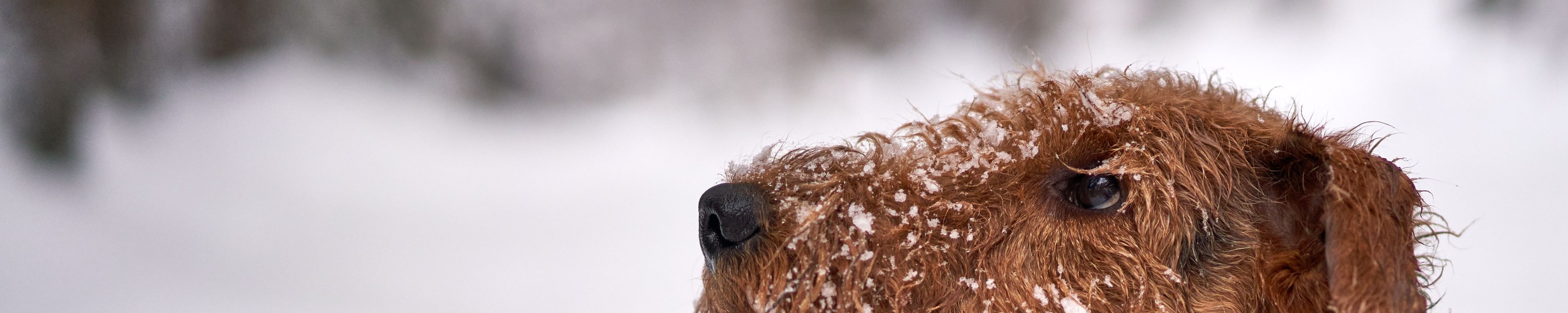 Airedale Terrier