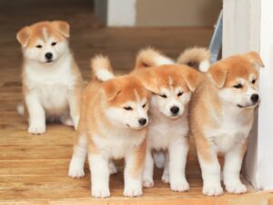 Akita Inu