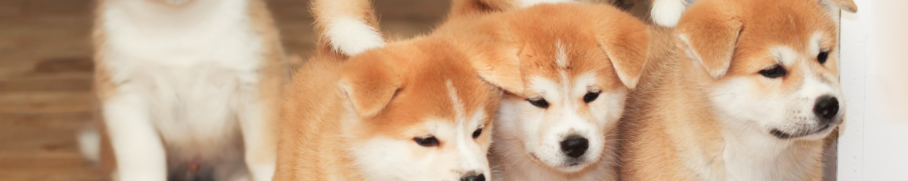 Akita Inu