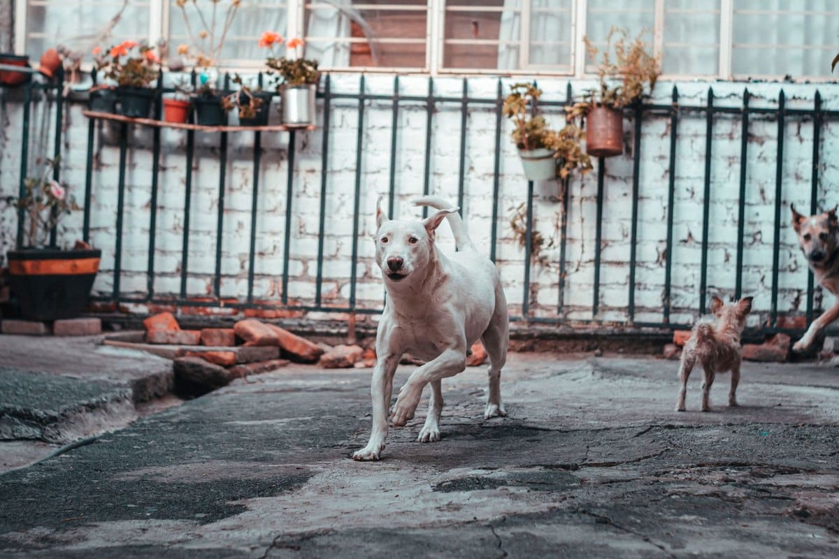 Aktivitäten mit Hund im Urlaub – go4vet
