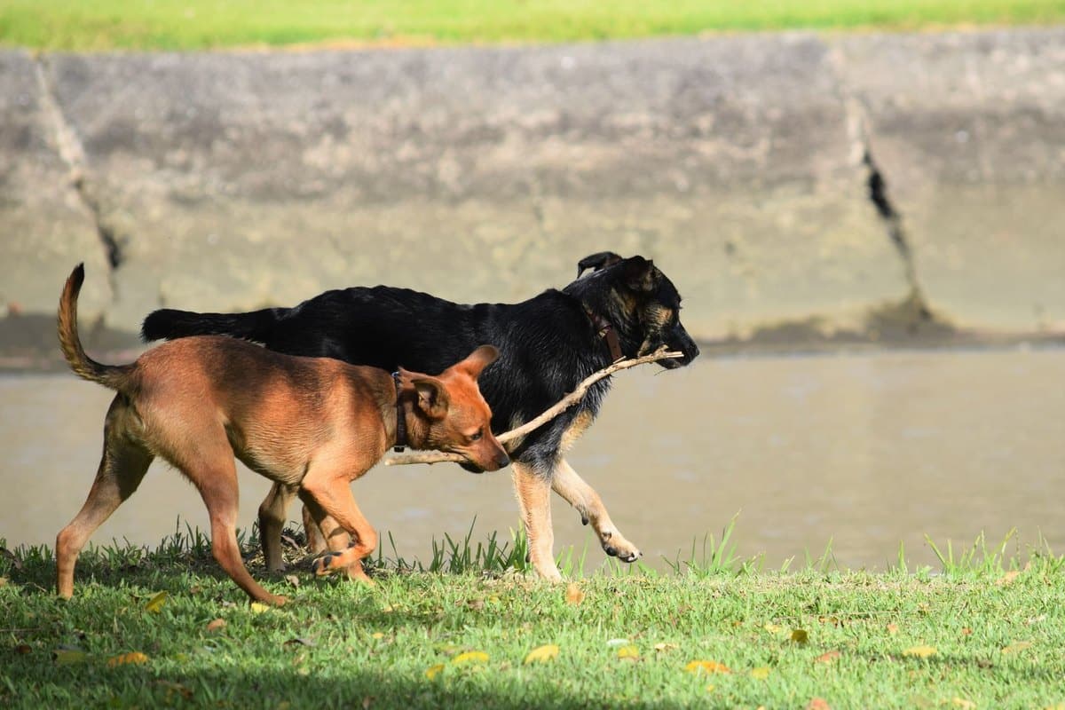 Aktivitäten mit Hund im Urlaub – go4vet