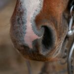 Allergie beim Pferd: Ursachen, Symptome und Therapie