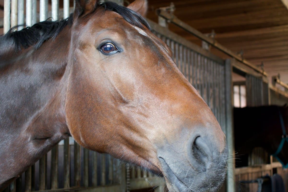 Allergie beim Pferd: Ursachen, Symptome und Therapie – go4vet