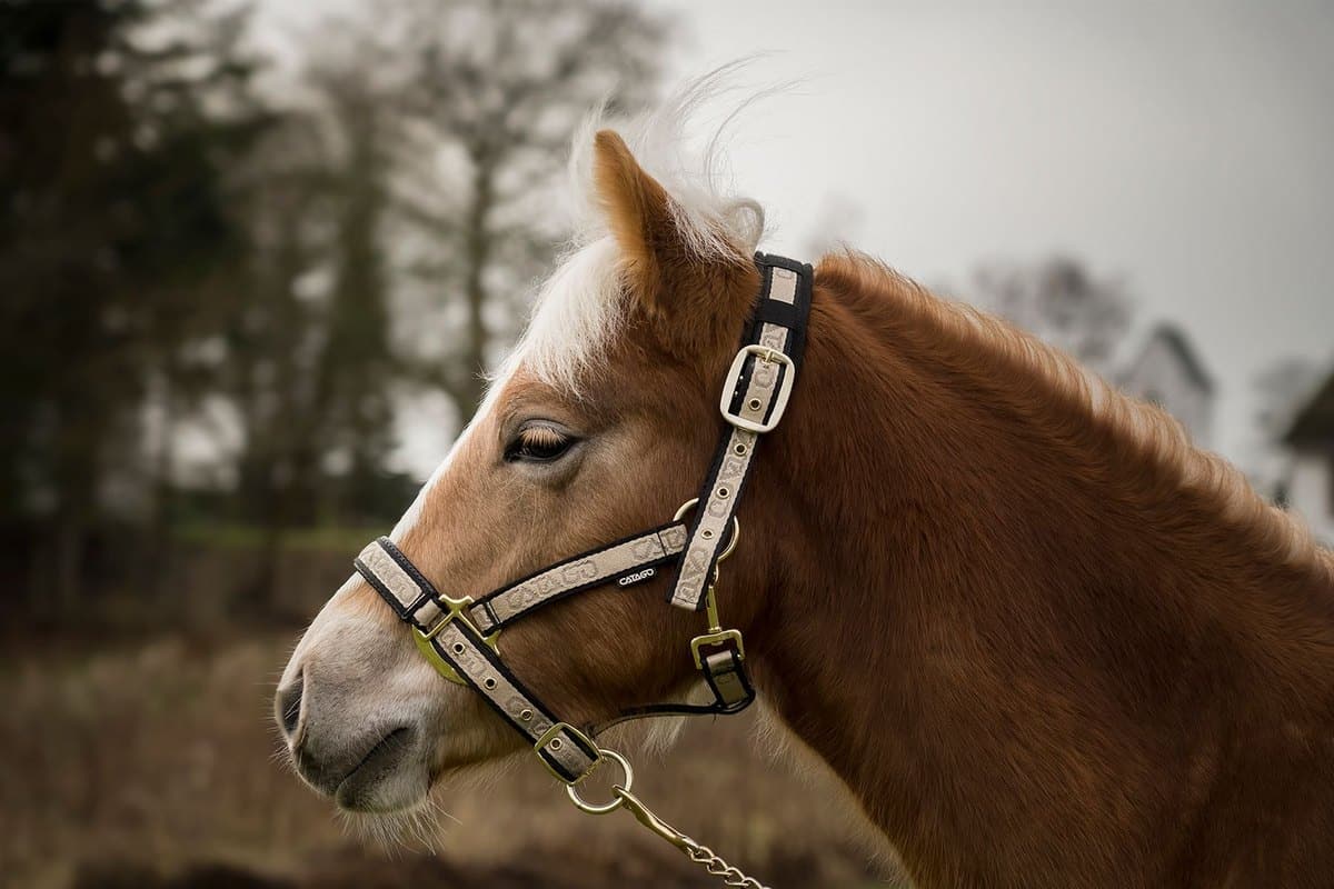 Allergie beim Pferd: Ursachen, Symptome und Therapie – go4vet