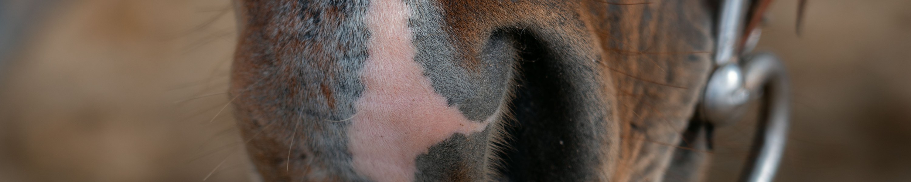 Allergie beim Pferd: Ursachen, Symptome und Therapie