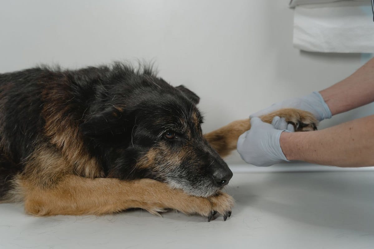 Allergie-Scanner für Hunde: Atopie, Futtermittelallergie und – go4vet