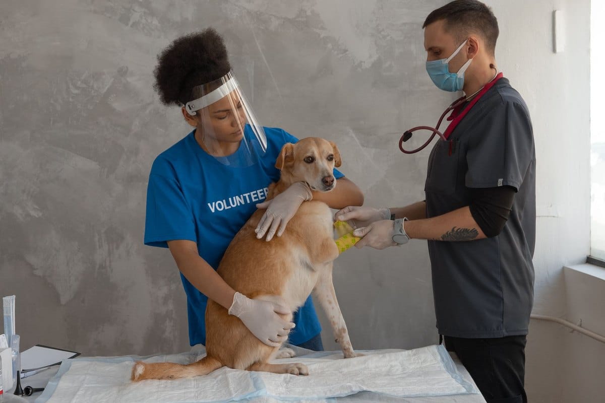 Allergie-Scanner für Hunde: Atopie, Futtermittelallergie und – go4vet