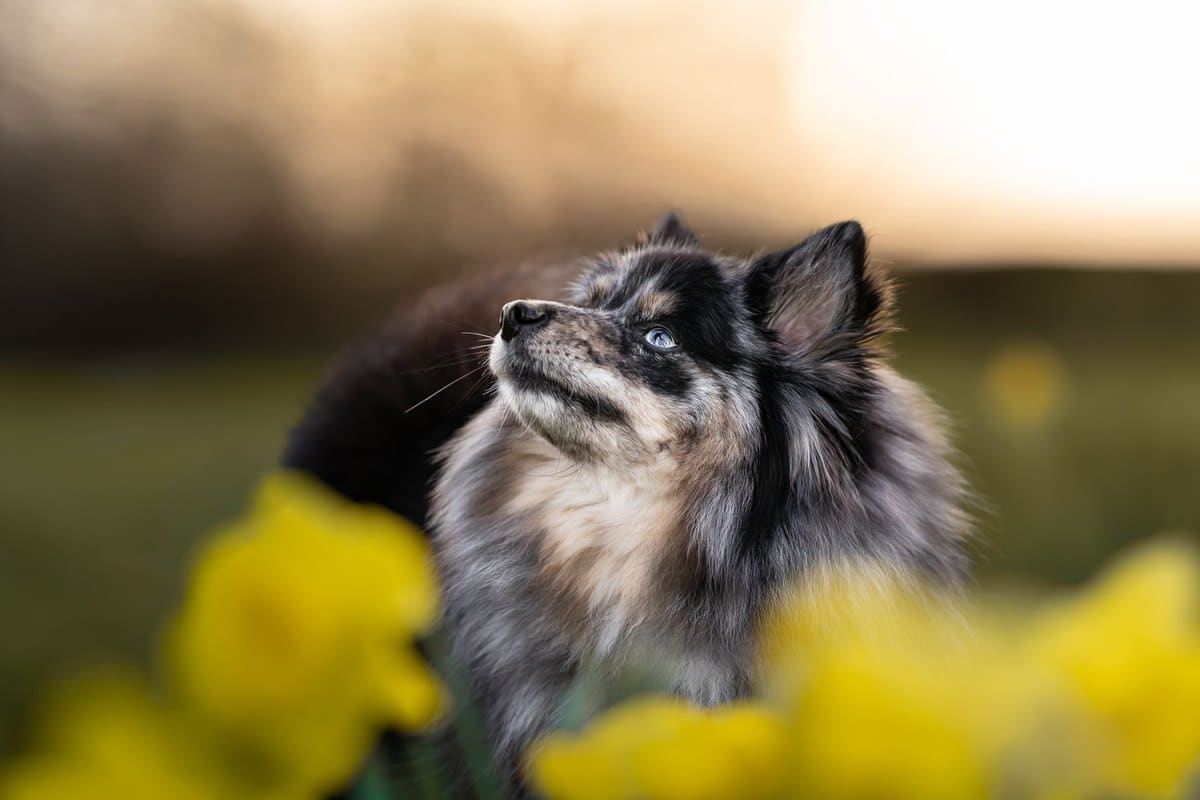 Allergie-Test beim Hund: Ablauf, Kosten und Aussagekraft – go4vet