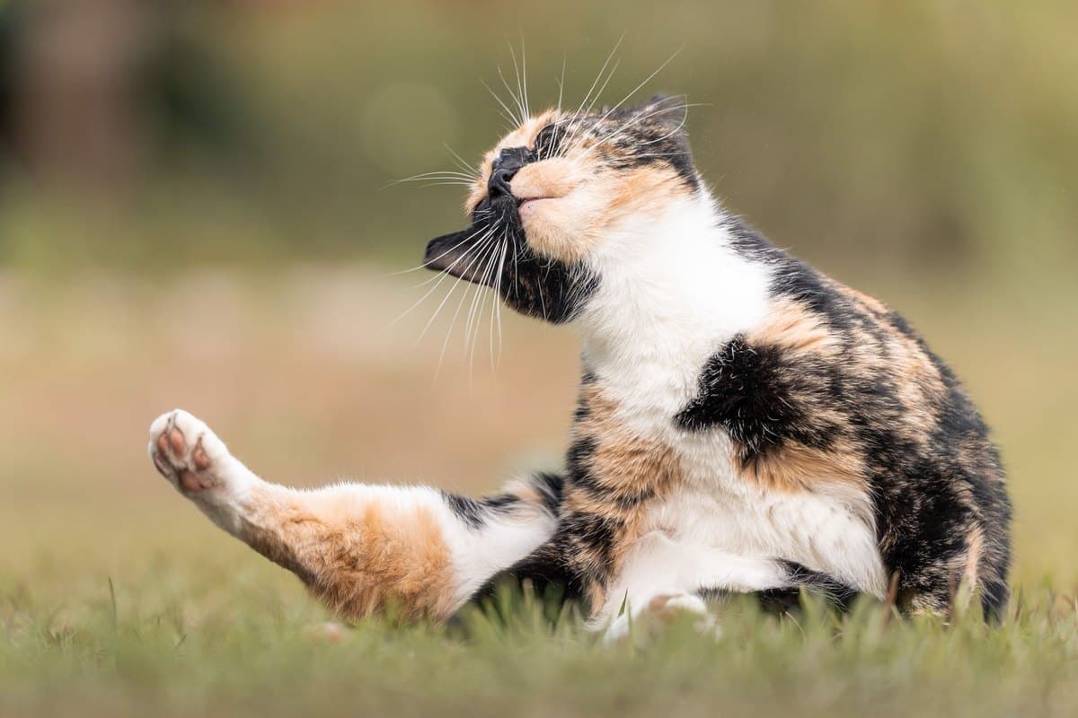 Allergien bei Katzen – go4vet