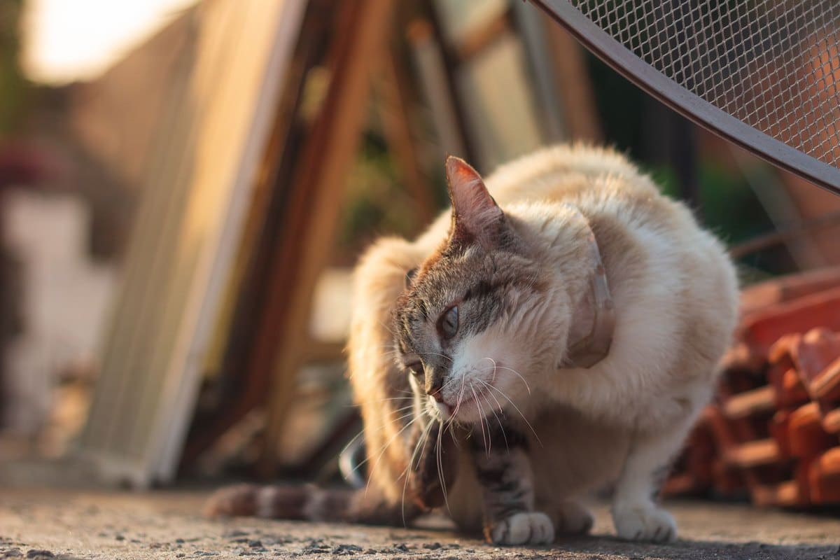 Allergien bei Katzen – go4vet