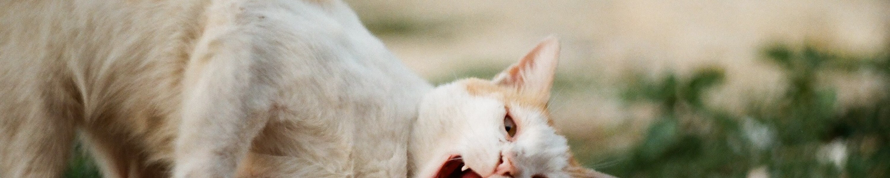Allergien bei Katzen