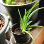 Aloe Vera giftig für Hunde: Ist die Heilpflanze gefährlich?