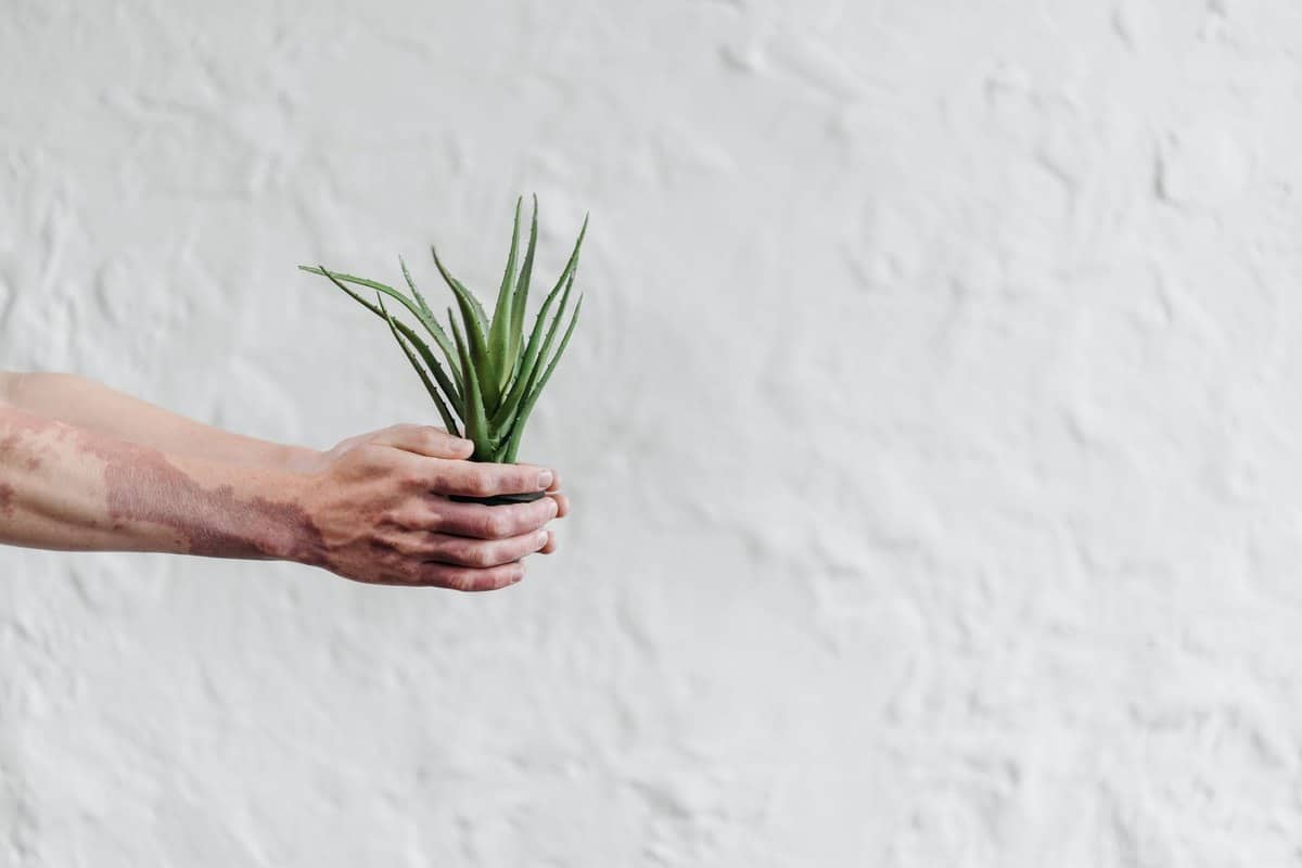 Aloe Vera giftig für Hunde: Ist die Heilpflanze gefährlich? – go4vet