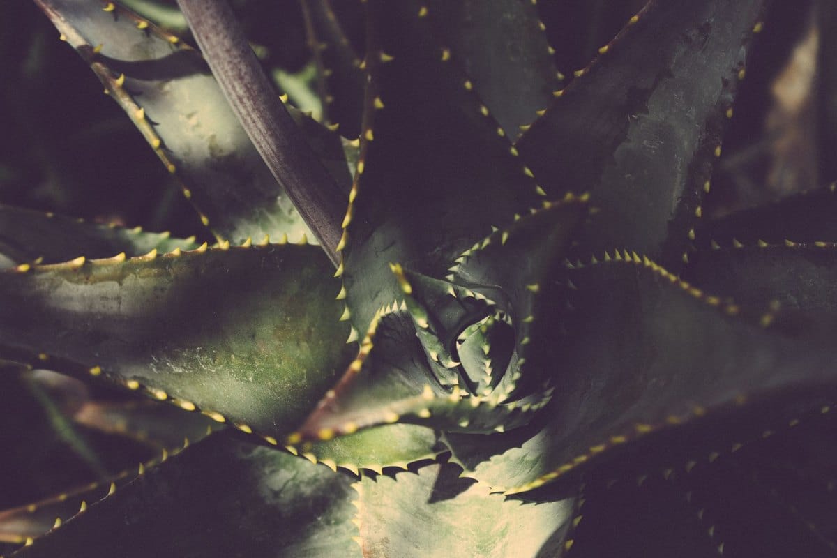 Aloe Vera giftig für Hunde: Ist die Heilpflanze gefährlich? – go4vet
