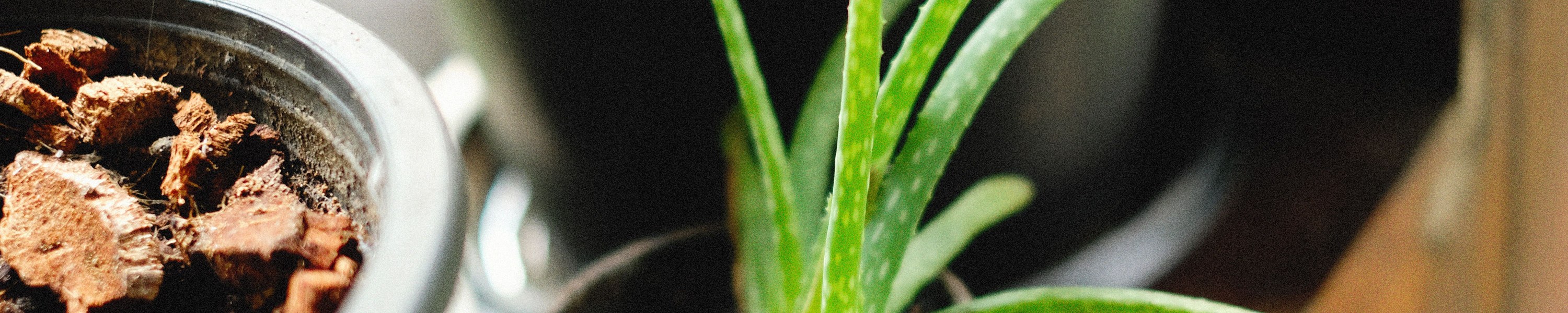Aloe Vera giftig für Hunde: Ist die Heilpflanze gefährlich?