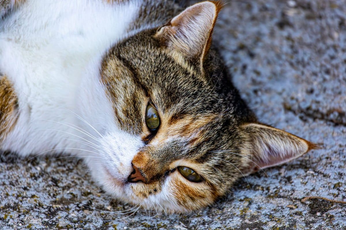 Alte Katze: Pflege im Senior-Alter – go4vet