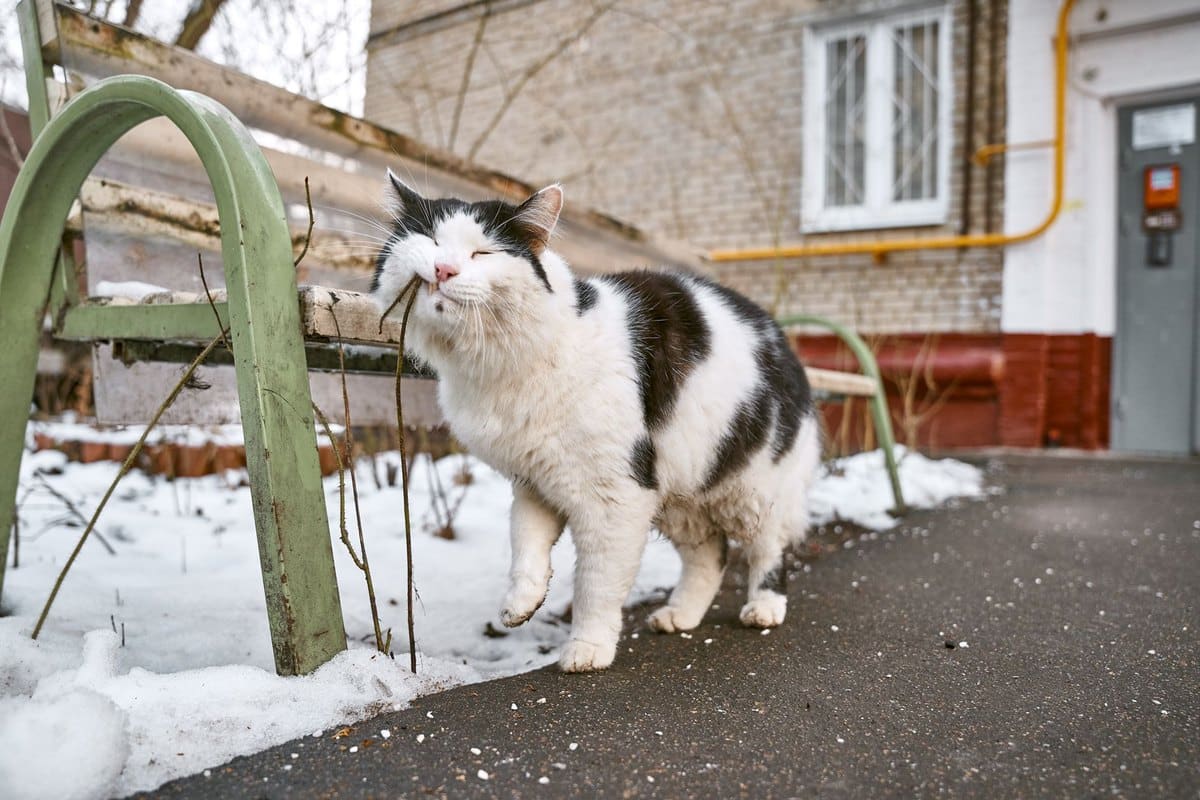 Alte Katze: Pflege im Senior-Alter – go4vet