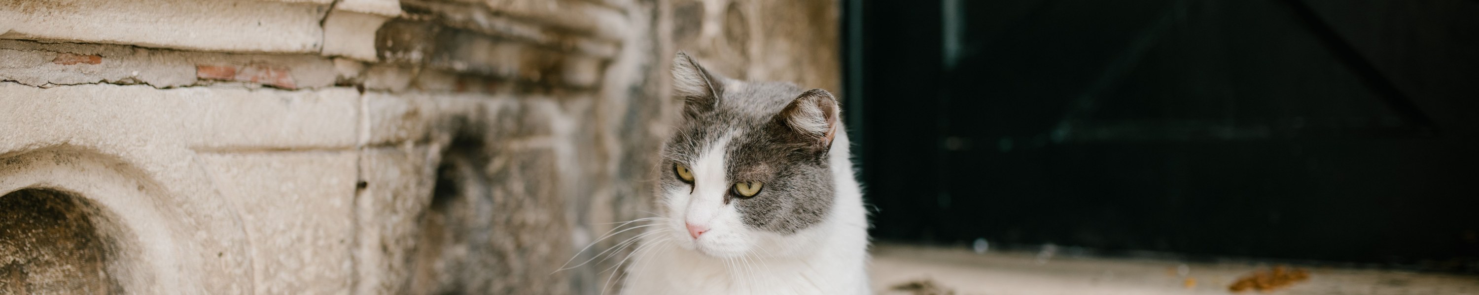 Alte Katze: Pflege im Senior-Alter