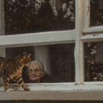 Wohnung altersgerecht für Katzen gestalten: Praktische Tipps