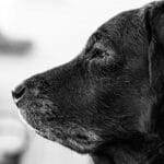 Altersflecken Hund