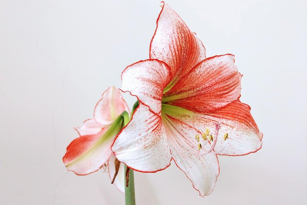 Amaryllis giftig: Ist Amaryllis für Haustiere gefährlich? – go4vet