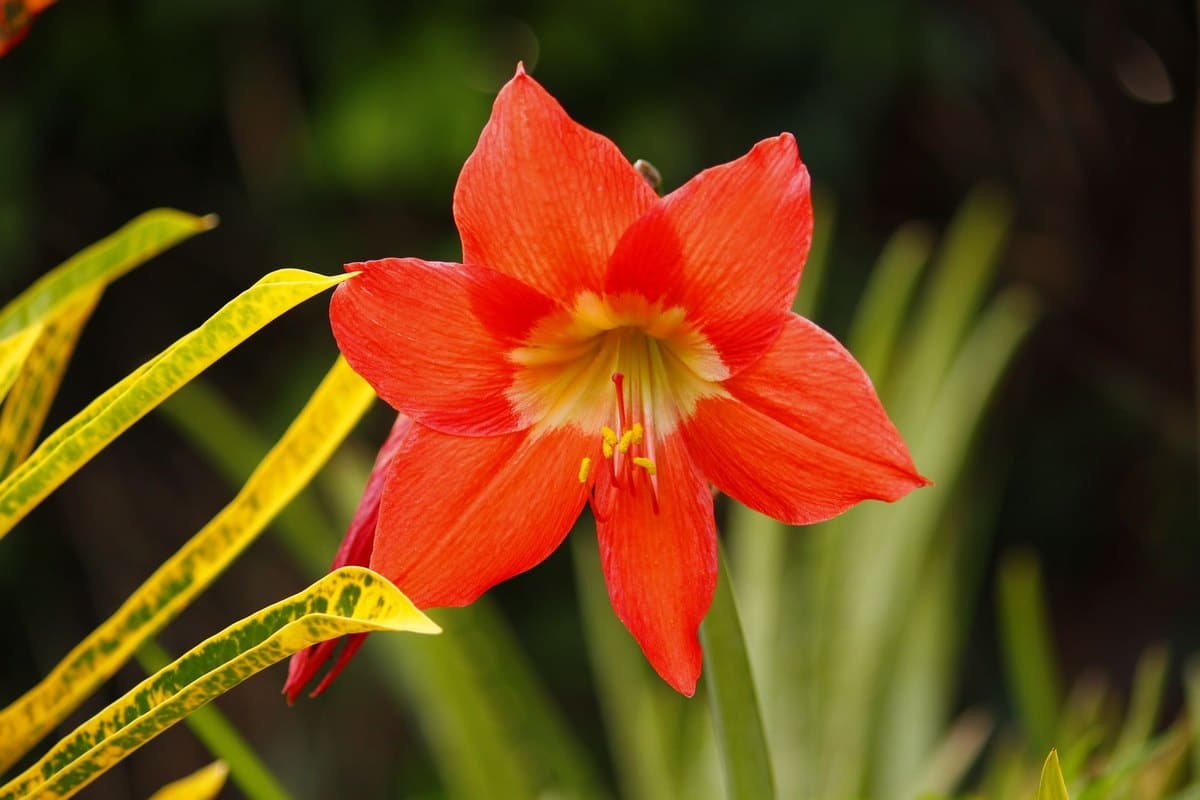 Amaryllis giftig: Ist Amaryllis für Haustiere gefährlich? – go4vet
