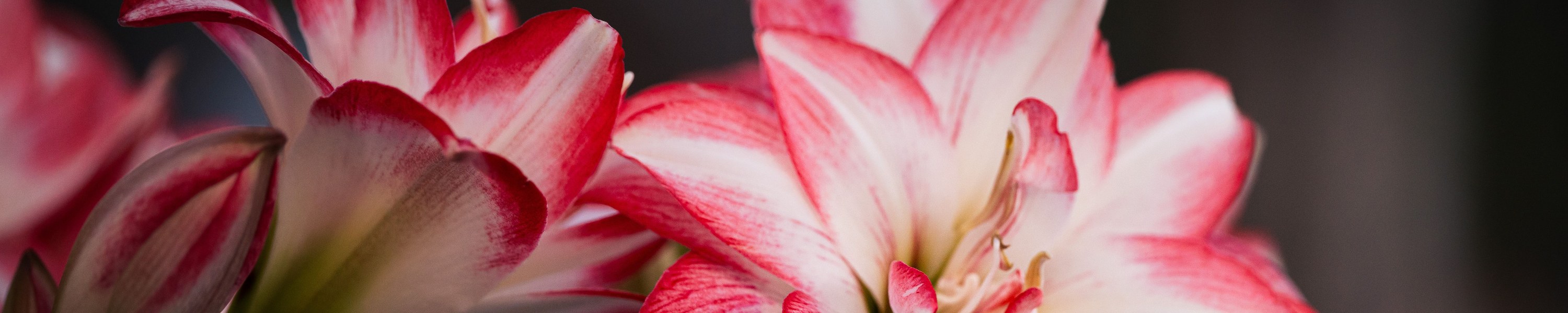 Amaryllis giftig: Ist Amaryllis für Haustiere gefährlich?