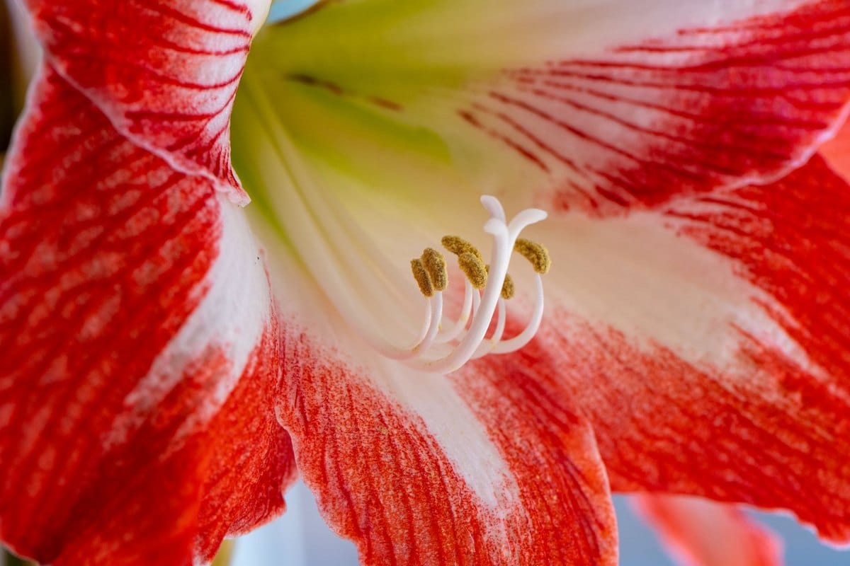Amaryllis giftig: Ist Amaryllis für Haustiere gefährlich? – go4vet