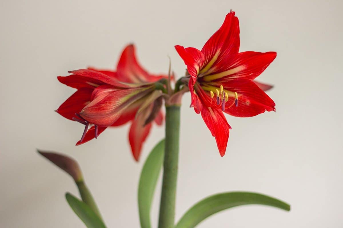 Amaryllis giftig: Ist Amaryllis für Haustiere gefährlich? – go4vet