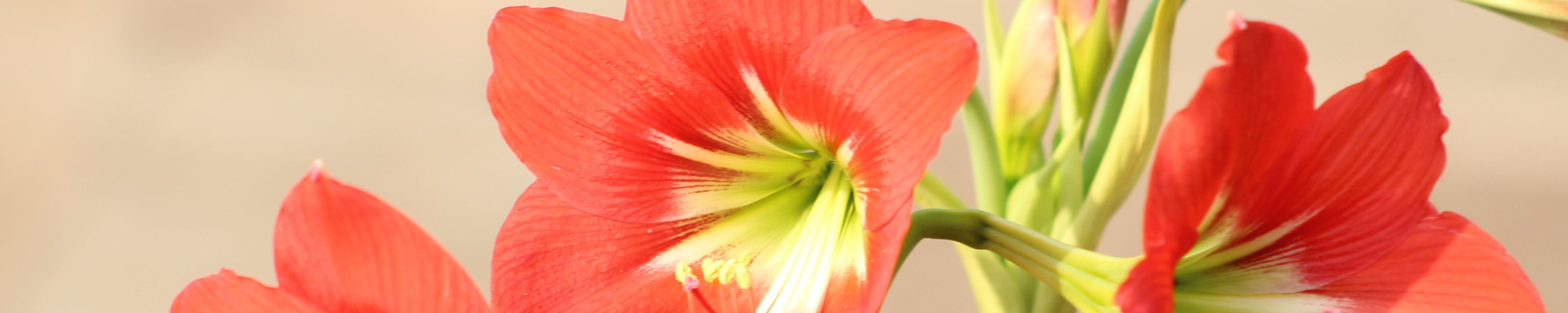 Amaryllis giftig: Ist Amaryllis für Haustiere gefährlich?