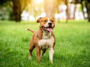 American Staffordshire Terrier