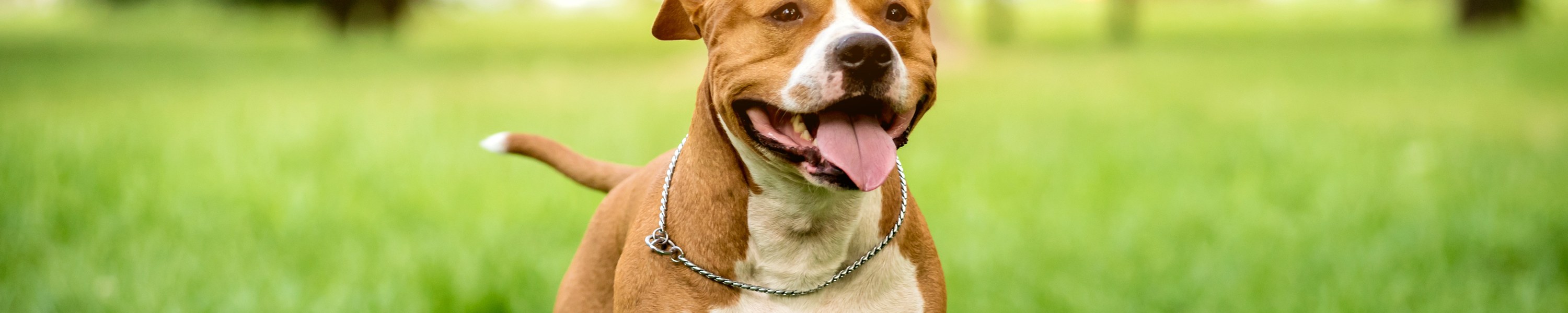 American Staffordshire Terrier