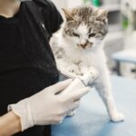 Analdrüsenentzündung Katze